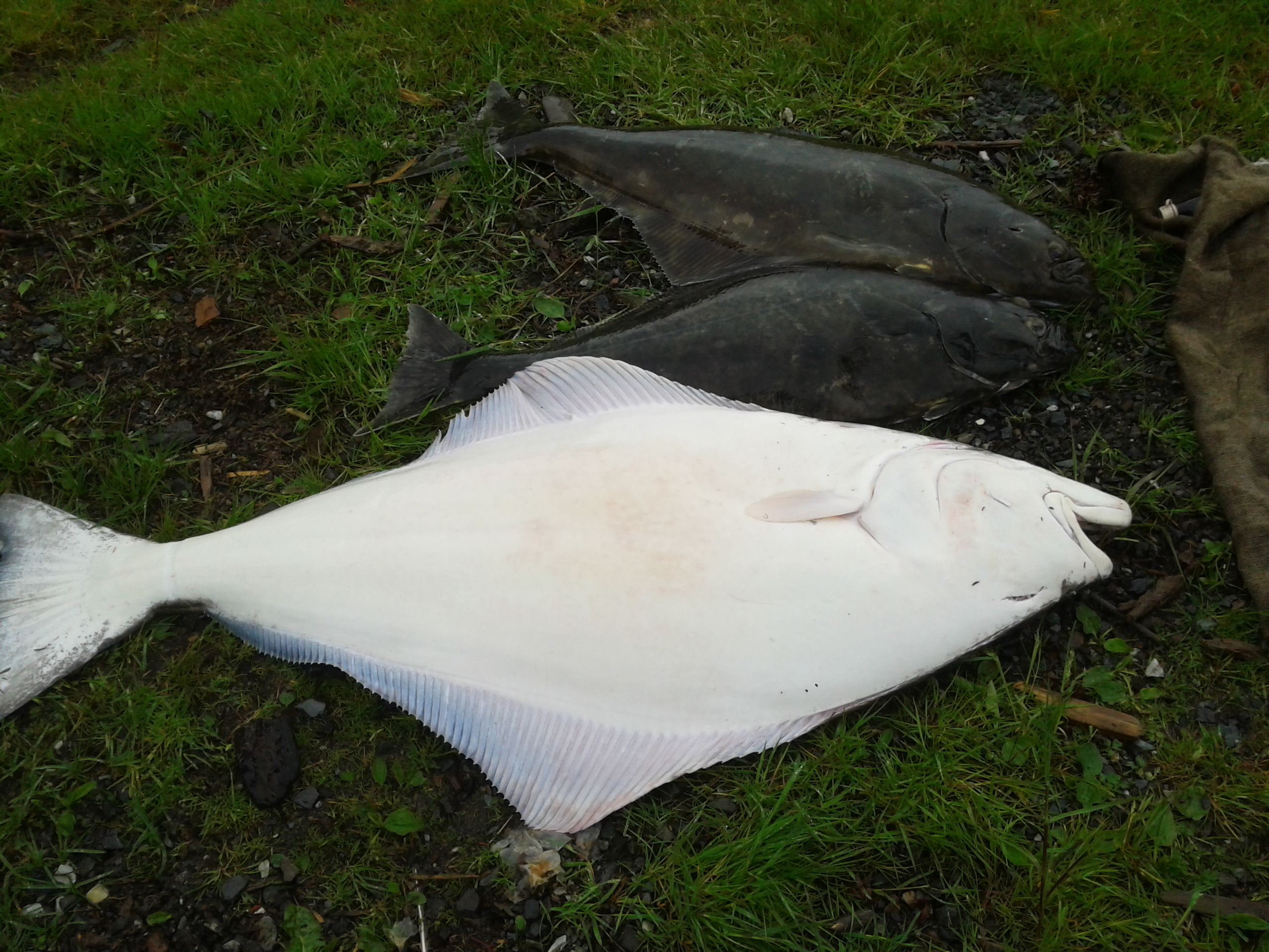 Picture of Verified Customer